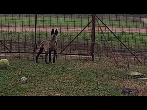 Malinois Welpe kaufen