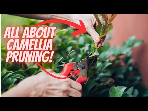 How and When to Prune a Camellia