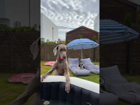 When Monu threw Sonu's car into the swimming pool #youtubeshorts #viralshort