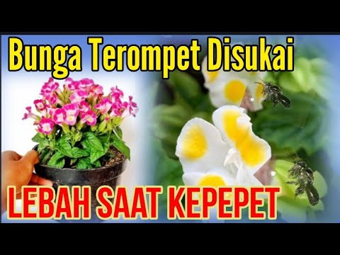 , title : 'Bunga Terompet Disukai Lebah saat Kepepet #kelulut #klanceng @trigonaklancengKita'