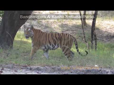 Wildlife Tour Kanha And Bandhavgarh