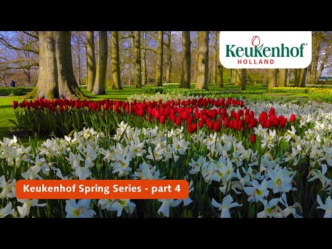 Keukenhof Spring Series part 4 | Keukenhof 2021🌷