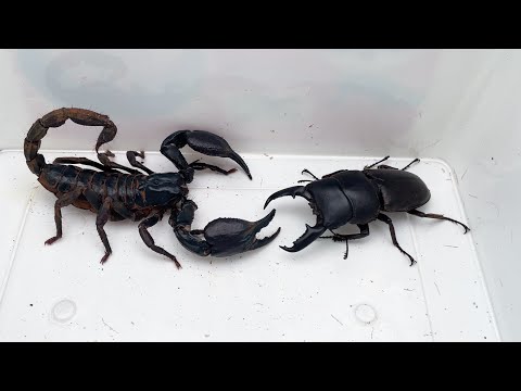 Titan Beetle vs. Giant Scorpion - The Ultimate Insect Showdown