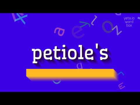 PETIOLE'S - HOW TO PRONOUNCE PETIOLE'S? #petiole's