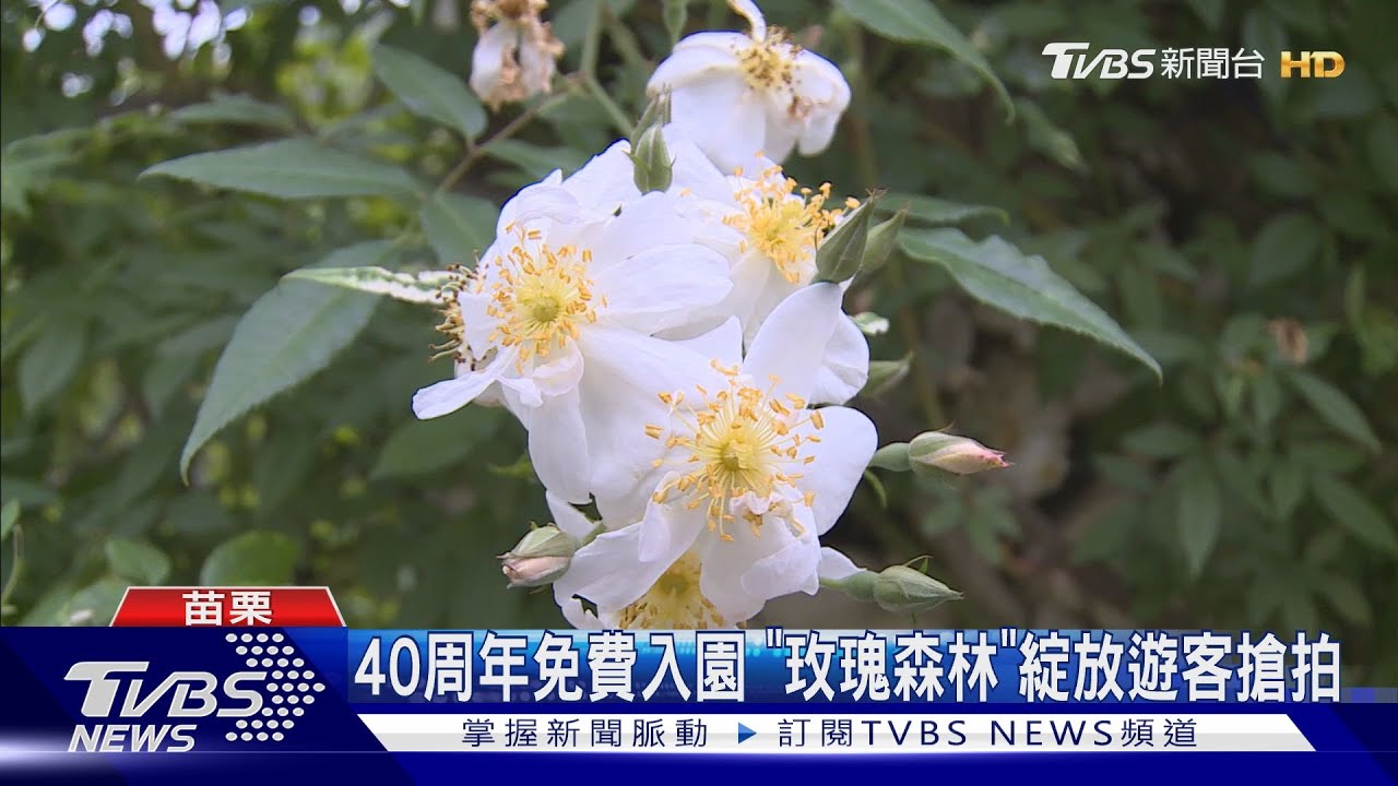 40周年免費入園 「玫瑰森林」綻放遊客搶拍