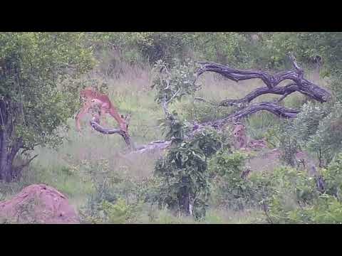 Djuma- Impalas with two lambs(first ones of season seen on cam) - beautiful video
