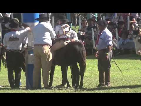DOMA DE PETISOS EN ADELIA MARIA PARA QUE NO MUERA LA TRADICION