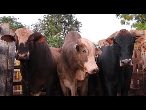 RODEIO EM TOUROS - TREINO EM SÃO PEDRO DO TURVO-SP