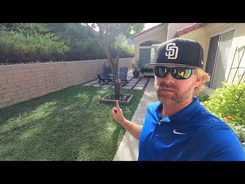 Kurapia is stopping the spread of fake lawns in Southern California