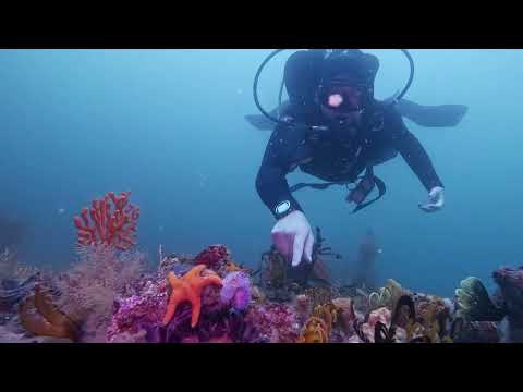 Dive Team - Cape Town - 2024 Showreel