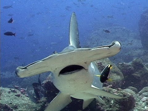 Hammerhead Sharks | JONATHAN BIRD'S BLUE WORLD