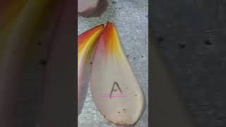 Download lagu Pusakakata: Lahir dari pikir mp3