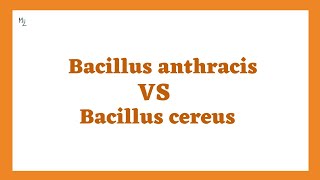 Bacillus Anthracis Vs Bacillus Cereus