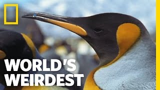 World's Weirdest - Penguin Parent Powers