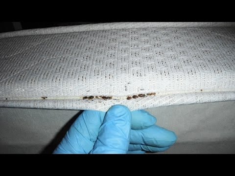 How To Get Rid of Bed Bugs Infestation Fast in 24...