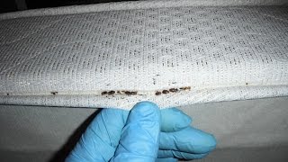 How To Get Rid of Bed Bugs Infestation Fast in 24 Hours!