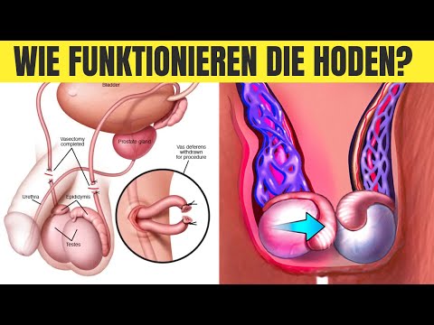 🔬 Das Männliche Fortpflanzungssystem Einfach Erklärt! 🧬 |  🤔 Wie funktionieren die Hoden?  🚹