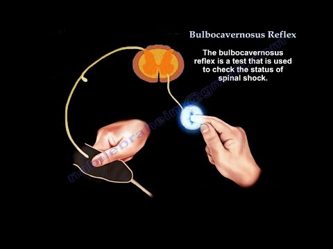 Bulbocavernosus Reflex, Spinal shock  - Everything You Need To Know - Dr. Nabil Ebraheim