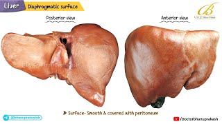 Gross Anatomy of the Liver (Cadaveric Anatomy) | Lobes, Peritoneal Reflections, & Segments / USMLE
