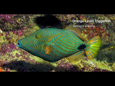17 Odd-Shaped Swimmers E - scuba diving video