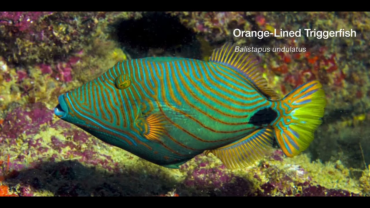 17 Odd-Shaped Swimmers E