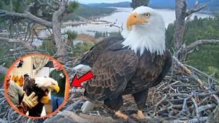 How Jackie the Eagle Died Big Bear Eagle Cause of Death Explained