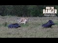 Warthogs Escape A Lion Ambush Maasai Mara Safari Zebra Plains