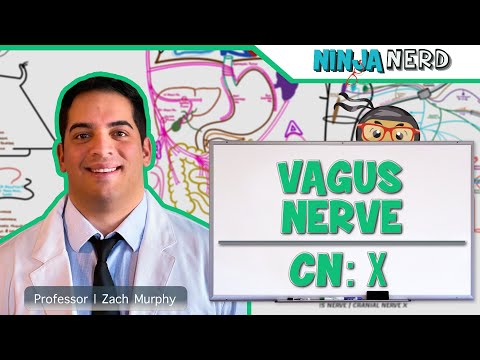 Neurologie | Vagusnerv: X-Hirnnerv