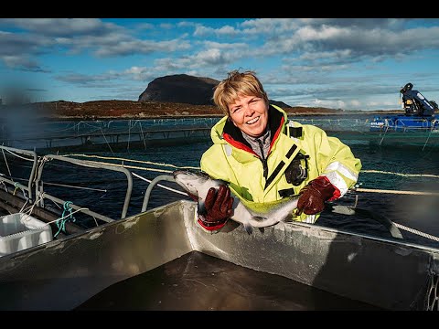 BINDELEDDET - Havbruksfamilien på Svanøy
