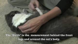 How To Measure Your Cat For The Kitty Holster