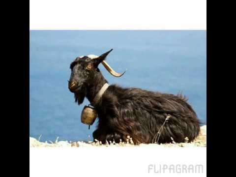 Kenge labe:Çobanet kur shtegetojne-@-Laberiasongs beni like dhe subscribe nese ju pelqen