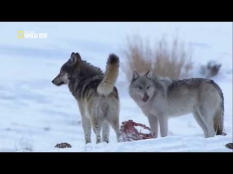 The Rise Of Black Wolf BY national geographic wild