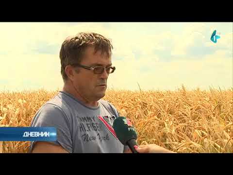 Pomereni rokovi za setvu uljane repice