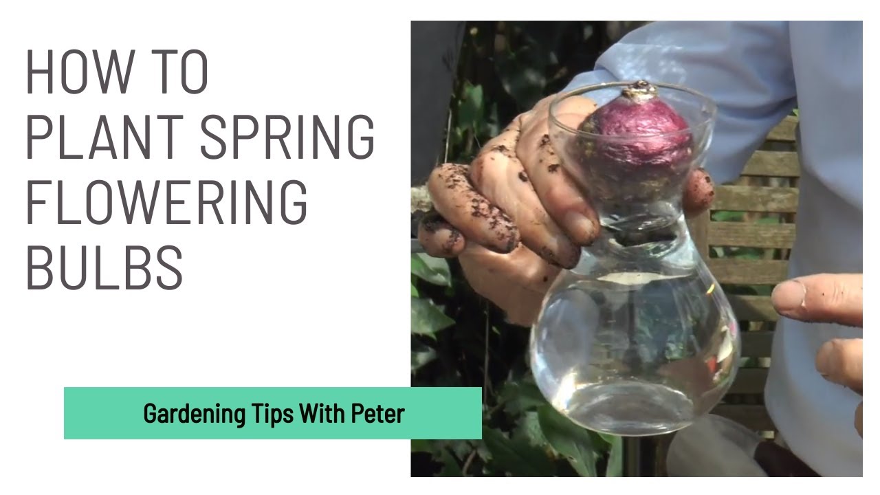 How to Plant Spring Flowering Bulbs