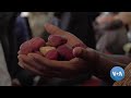 Lucrative Kola Nut Helps Energize Ivory Coast Economy