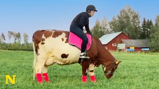 Meet Jonna - The woman who rides a COW instead of 