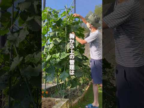 キュウリを高く育てる方法