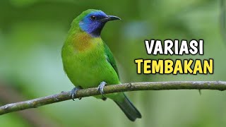 Download lagu MASTERAN CUCAK KINOI FULL TEMBAKAN VARIASI mp3