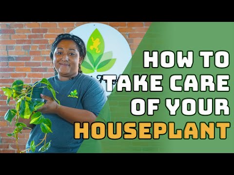 Plant Maintenance: Pest Checking & Watering Schedules