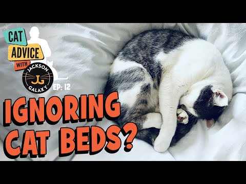 YouTube video about: How to keep a kitten off your bed?