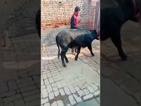 👌Top Quality Murrah Calf #murrahcalf #murrah