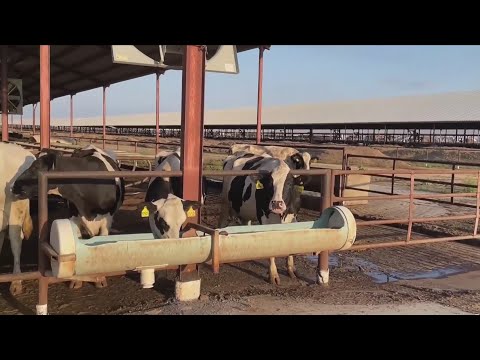 Tulare dairy farmers share concerns on Tule River flooding