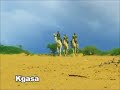 Culture Spears Kgasa
