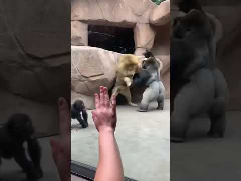 Silverback Rescues Baby From Maned Lion At Glass Wall! 💥 #zoo #gorilla #rescue
