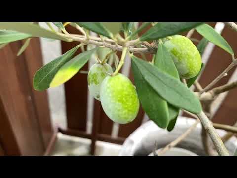 オリーブの木の木灰: それは本当に効果的な天然肥料ですか?  庭園