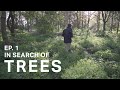 In Search of Trees Ep. 01 // Local Woodland Photography