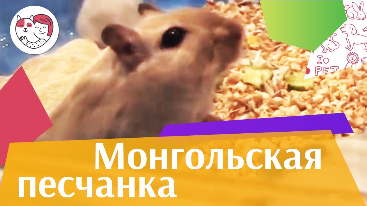 Монгольская песчанка Здоровье на ilikepet