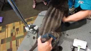Cat Grooming - Pinstripes