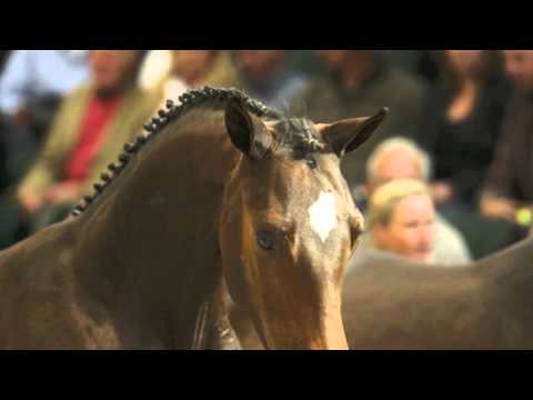 Nationale Veulenveiling Prinsjesdag.mov