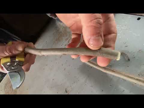 Csodakertész - Fásdugványozás